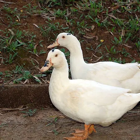 Due Papere Casa Marchetti