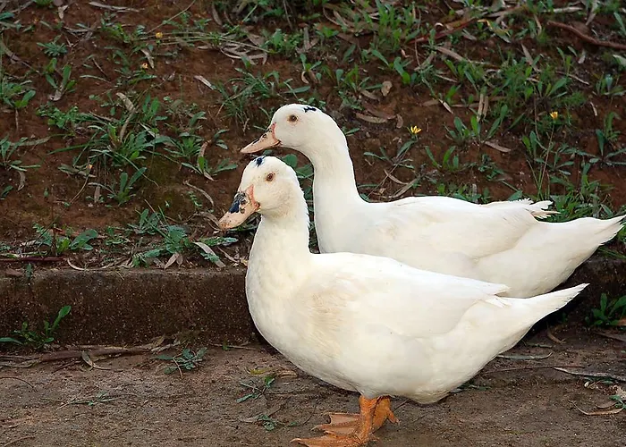 Due Papere Casa Marchetti